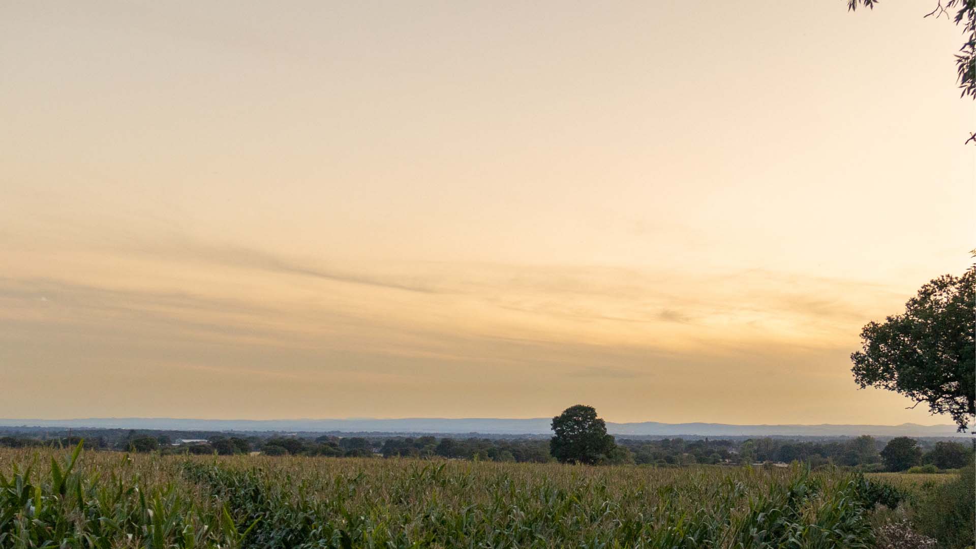 Selby Rural Chartered Surveyors & Agricultural Valuers